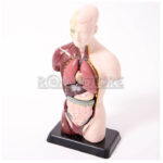 Modelo Anatómico 27 cm Torso Humano Plástico Órganos Extraíbles - Imagen 9