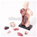 Modelo Anatómico 27 cm Torso Humano Plástico Órganos Extraíbles - Imagen 10