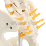 Modelo Anatómico de Estudio Columna Vertebral 45 cm - Imagen 14
