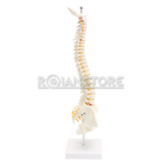 Modelo Anatómico de Estudio Columna Vertebral 45 cm - Imagen 15