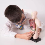 Modelo Anatómico 27 cm Torso Humano Plástico Órganos Extraíbles - Imagen 17