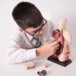 Modelo Anatómico 27 cm Torso Humano Plástico Órganos Extraíbles - Imagen 12