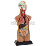 Modelo Anatómico 50 cms de Torso Cabeza y Cerebro Humano Órganos Extraíbles - Imagen 13