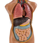 Modelo Anatómico 50 cms de Torso Cabeza y Cerebro Humano Órganos Extraíbles - Imagen 14