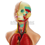 Modelo Anatómico 50 cms de Torso Cabeza y Cerebro Humano Órganos Extraíbles - Imagen 11