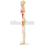 Modelo Anatómico Esqueleto Humano 85 cms Nervio y Vasos - Imagen 10