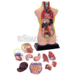 Modelo Anatómico 50 cms de Torso Cabeza y Cerebro Humano Órganos Extraíbles - Imagen 16