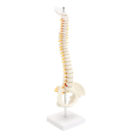 Modelo Anatómico de Estudio Columna Vertebral 45 cm - Imagen 16