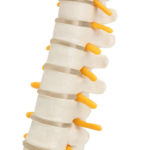 Modelo Anatómico de Estudio Columna Vertebral 45 cm - Imagen 17
