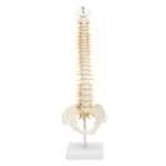 Modelo Anatómico de Estudio Columna Vertebral 45 cm - Imagen 18