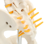 Modelo Anatómico de Estudio Columna Vertebral 45 cm - Imagen 19