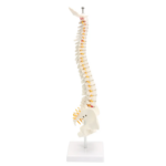 Modelo Anatómico de Estudio Columna Vertebral 45 cm - Imagen 20