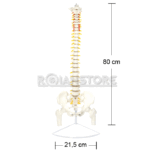 Modelo Anatómico de Estudio Columna Vertebral 85cm - Imagen 10