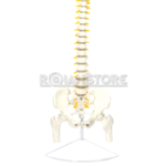 Modelo Anatómico de Estudio Columna Vertebral 85cm - Imagen 8
