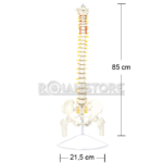 Modelo Anatómico de Estudio Columna Vertebral 85cm - Imagen 16