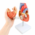 Modelo Anatómico de Estudio Corazón Escala 1:1 Órgano Extraíble - Imagen 15
