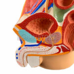 Modelo Anatomico Estudio Pelvis Humana Masculina 30cm - Imagen 5