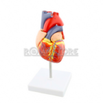 Modelo Anatómico de Estudio Corazón Escala 1:1 Órgano Extraíble - Imagen 11