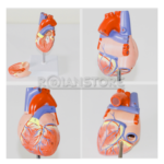 Modelo Anatómico de Estudio Corazón Escala 1:1 Órgano Extraíble - Imagen 17