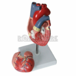 Modelo Anatómico de Estudio Corazón Escala 1:1 Órgano Extraíble - Imagen 18