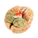 Modelo Anatomico de Cerebro con Arterias y Estructuras Anatomicas 8 Piezas - Imagen 20