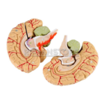Modelo Anatomico de Cerebro con Arterias y Estructuras Anatomicas 8 Piezas - Imagen 16