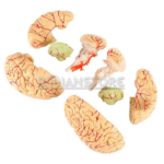 Modelo Anatomico de Cerebro con Arterias y Estructuras Anatomicas 8 Piezas - Imagen 22