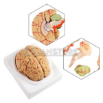 Modelo Anatomico de Cerebro con Arterias y Estructuras Anatomicas 8 Piezas - Imagen 23