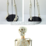 Modelo Anatómico Esqueleto Humano con Nervios Espinales 85 cm - Imagen 12