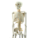 Modelo Anatómico Esqueleto Humano con Nervios Espinales 85 cm - Imagen 2
