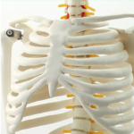 Modelo Anatómico Esqueleto Humano con Nervios Espinales 85 cm - Imagen 6