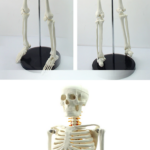 Modelo Anatómico Esqueleto Humano con Nervios Espinales 85 cm - Imagen 7