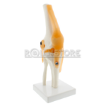 Modelo Anatomico De Estudio Rodilla Ligamentos