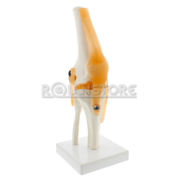 Modelo Anatomico De Estudio Rodilla Ligamentos