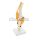 Modelo Anatomico De Estudio Rodilla Ligamentos - Imagen 18