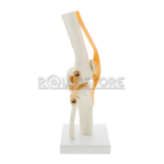 Modelo Anatomico De Estudio Rodilla Ligamentos - Imagen 19