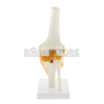 Modelo Anatomico De Estudio Rodilla Ligamentos - Imagen 14