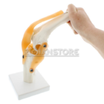Modelo Anatomico De Estudio Rodilla Ligamentos - Imagen 15