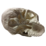 Modelo Anatómico de Estudio Cráneo Escala 1:1 - Imagen 15