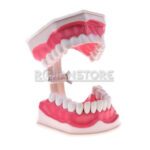 Modelo Anatómico Dentadura 28 Dientes Cepillo Dental - Imagen 7