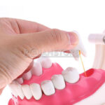 Modelo Anatómico Dentadura 28 Dientes Cepillo Dental - Imagen 8