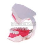 Modelo Anatómico Dentadura 28 Dientes Cepillo Dental - Imagen 12