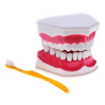 Modelo Anatómico Dentadura 28 Dientes Cepillo Dental - Imagen 2
