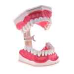 Modelo Anatómico Dentadura 28 Dientes Cepillo Dental - Imagen 3