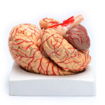 Modelo Anatomico de Cerebro con Arterias y Estructuras Anatomicas 8 Piezas - Imagen 3