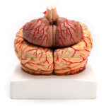 Modelo Anatomico de Cerebro con Arterias y Estructuras Anatomicas 8 Piezas - Imagen 13