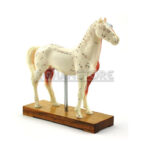 Modelo de Acupuntura y Anatomia Caballo