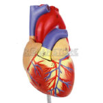 Modelo Anatómico de Estudio Corazón Escala 1:1 Órgano Extraíble - Imagen 2
