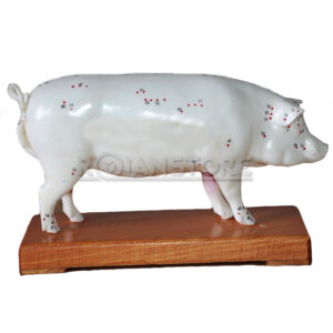 Modelo de Acupuntura y Anatomia Cerdo