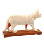 Modelo de Acupuntura y Anatomia Gato - Imagen 5
